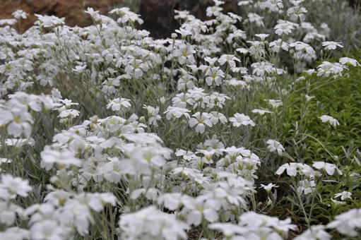 Photo, whitefin tuna, white flower, white, 