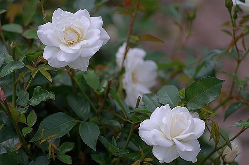 荒牧バラ園285　ロサ・アルバの写真