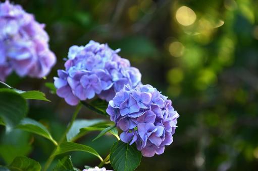 Blue-purple hydrangea blooming during the rainy season, JPG Blue-purple hydrangea blooming during the rainy season, JPG