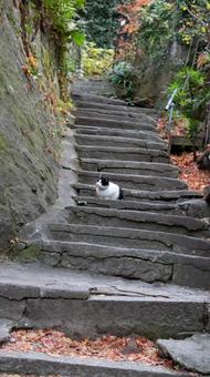 Photo, cat, stage, autumn, 
