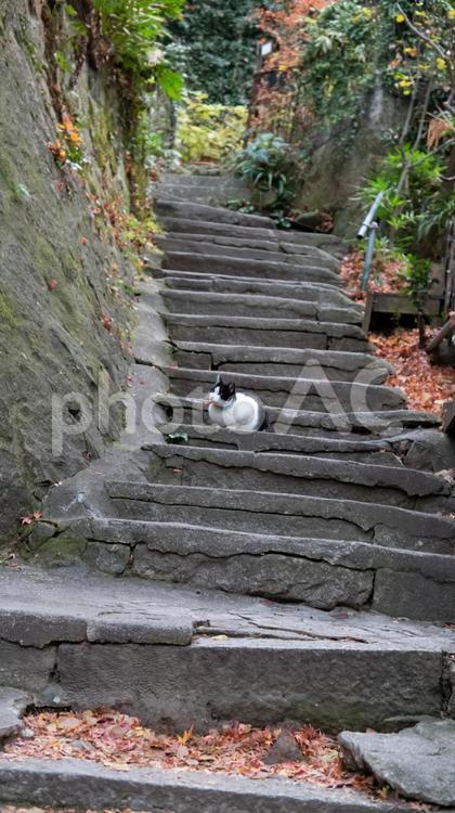 秋階にたたずむ猫の時間 猫,階段,秋の写真素材
