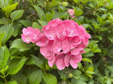 紫陽花 紫陽花の写真