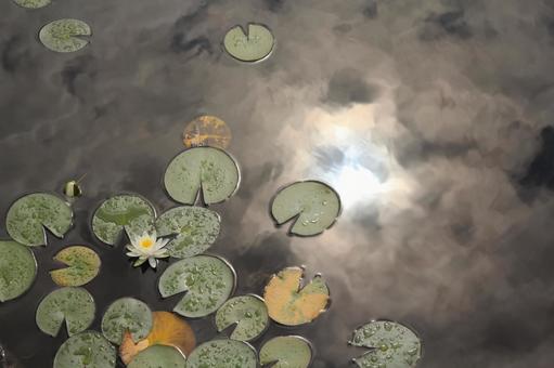 Photo, জলপদ্ম, ফুল, গ্রীষ্ম, 