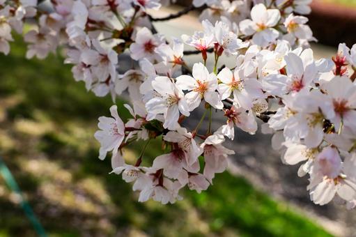 古河公方公園満開の桜 古河公方公園満開の桜の写真