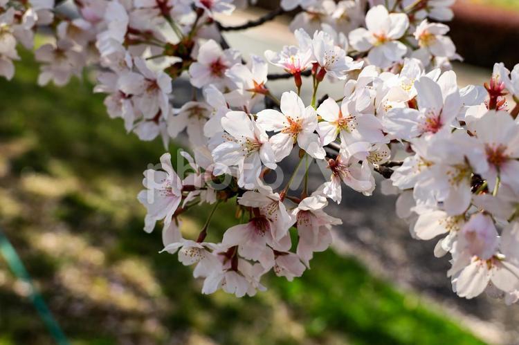 古河公方公園満開の桜 桜,満開,古河の写真素材