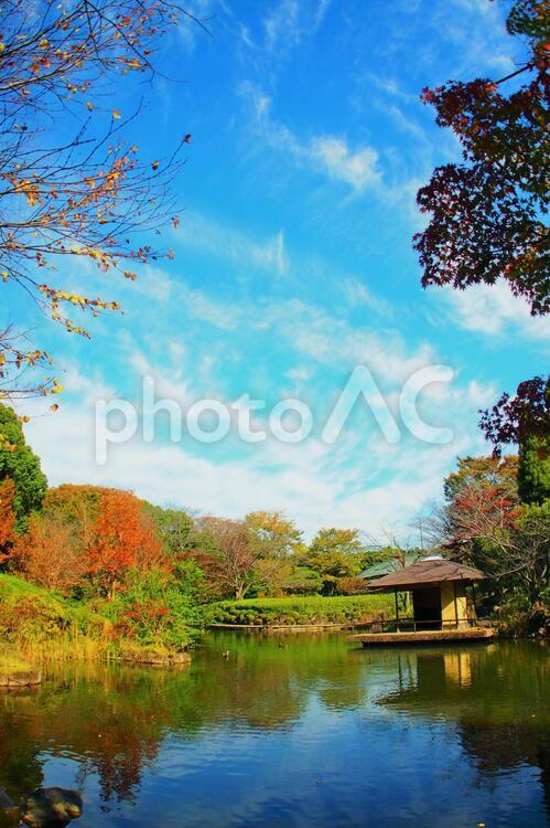 お池のある秋の日の風景 青空,紅葉,池の写真素材