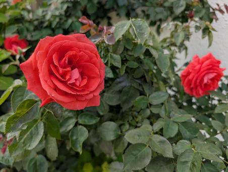 薔薇 薔薇の写真