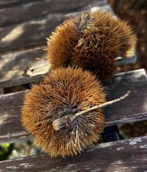 栗 栗拾い,栗,秋の写真素材