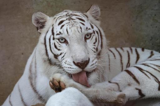 White Tiger, JPG