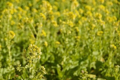 ナノハナ 菜の花,冬,春の写真素材
