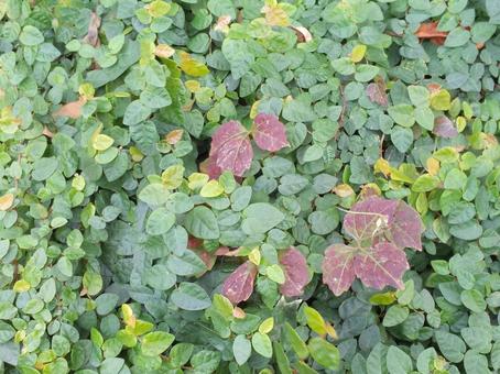 葉 葉,葉っぱ,緑の写真素材