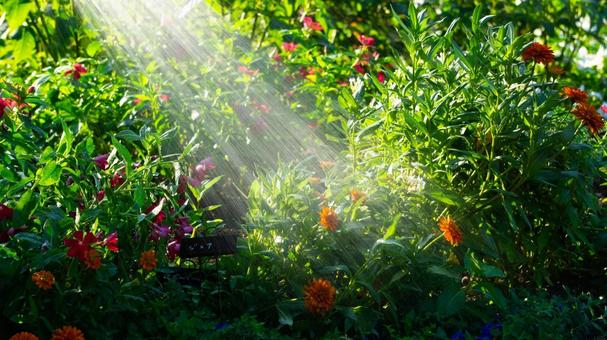 植物への水やりの風景 植物への水やりの風景 水やり,水しぶき,水の写真素材