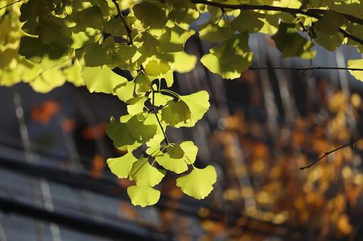 イチョウの葉 イチョウ,葉,植物の写真素材