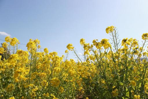 菜の花 菜の花,菜種,美しいの写真素材