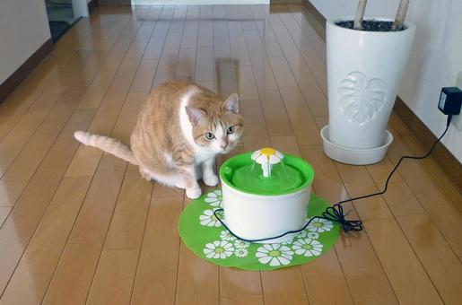 我が家の猫 我が家の猫の写真
