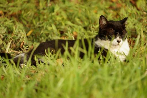 ねこ 昼寝 ねこ 昼寝の写真