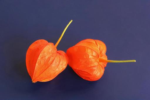ホオズキの実 ホオズキの実 植物,ほおずき,鬼灯の写真素材