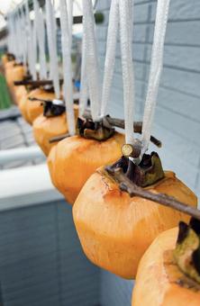 渋柿を干す③ 干し柿,渋柿,柿の写真素材