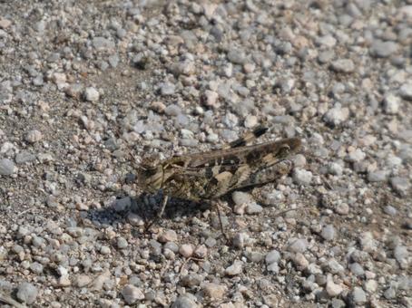 トノサマバッタの写真