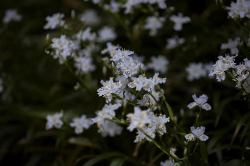 春に咲くシャガの花 春に咲くシャガの花 シャガ,春,山の写真素材