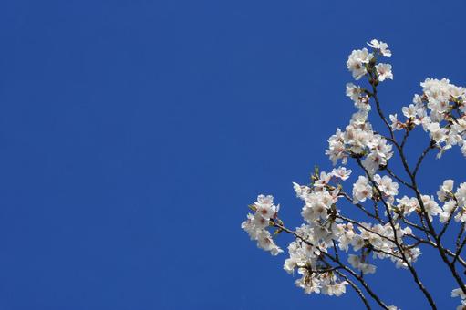 Cherry blossoms and blue sky 2 (Machida, Tokyo), JPG Cherry blossoms and blue sky 2 (Machida, Tokyo), JPG