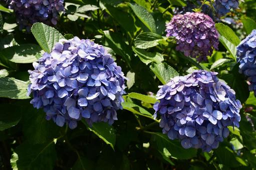 アジサイの写真