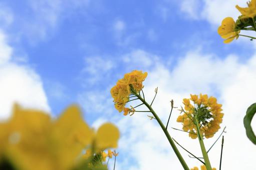 菜の花と青空 菜の花と青空の写真
