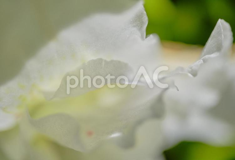 背景素材　鮮かな牡丹の花びら 背景,牡丹,フローラルの写真素材