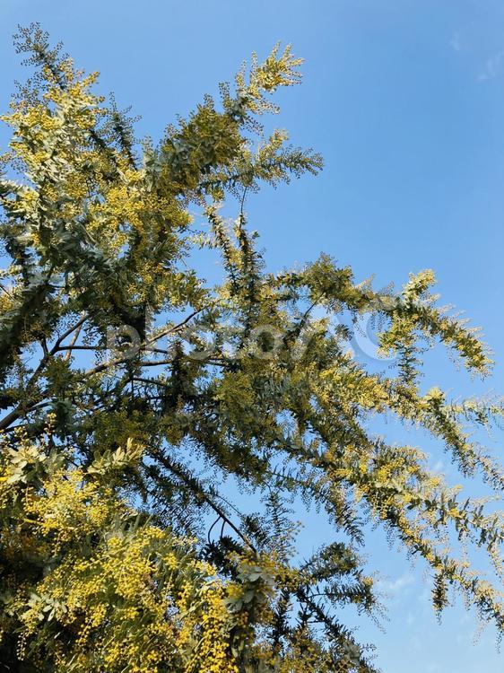 自然花背景素材　晴れた青空に満開ミモザ ミモザ,空,晴れの写真素材