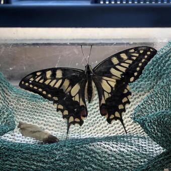 Swallowtail butterfly and puppet shell, JPG