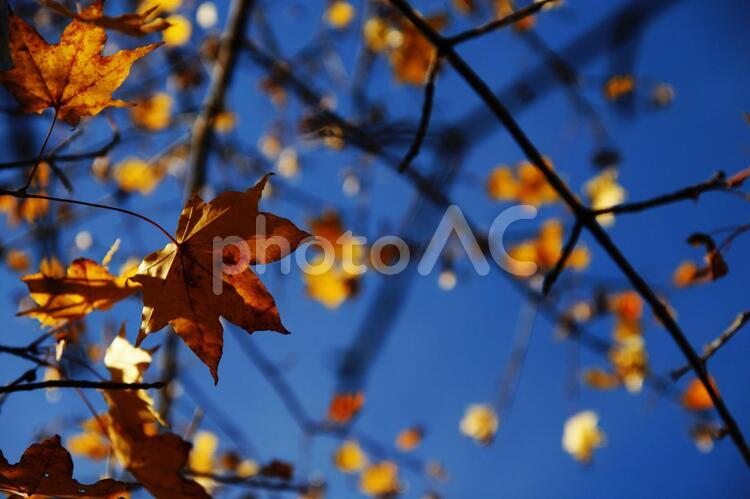 青空と黄色のもみじ 紅葉,もみじ,黄色の写真素材