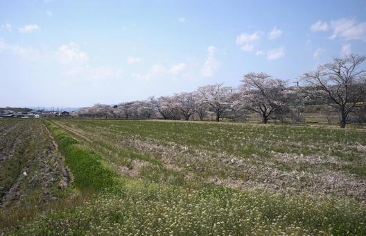 田園の桜 田園の桜 桜,桜並木,堤の写真素材