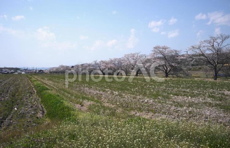 田園の桜 桜,桜並木,堤の写真素材