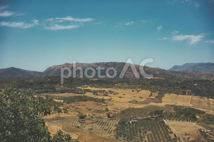 砂漠の中の農園 風景,景色,自然の写真素材