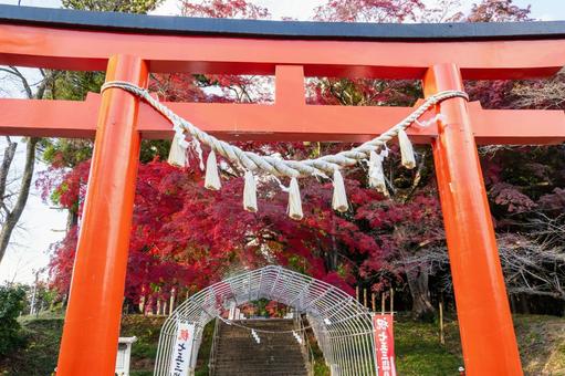 賀茂神社のモミジ⑹ 神社,賀茂神社,晩秋の写真素材