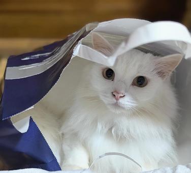 紙袋の中の白猫 紙袋の中の白猫 紙袋,入る,かわいいの写真素材