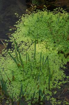 忍野八海 田舎,山梨県,忍野八海の写真素材