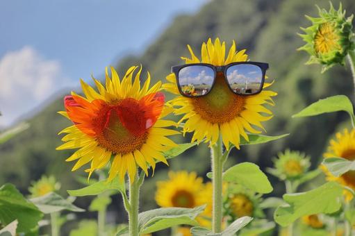 ひまわり畑のカップル05 ひまわり,畑,向日葵の写真素材