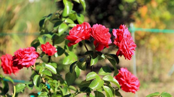 初秋の河口湖畔に咲く薔薇の花 初秋の河口湖畔に咲く薔薇の花の写真