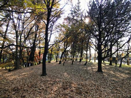 秋の砧公園の落ち葉 砧公園,秋,木の写真素材