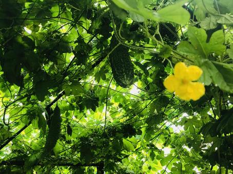 ゴーヤの花 ゴーヤの花,ゴーヤ,緑の写真素材