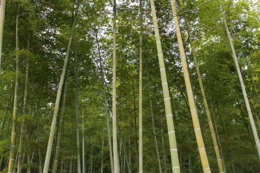 竹林 竹林,和風,自然の写真素材