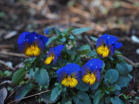 小さくて可愛いパンジーの写真