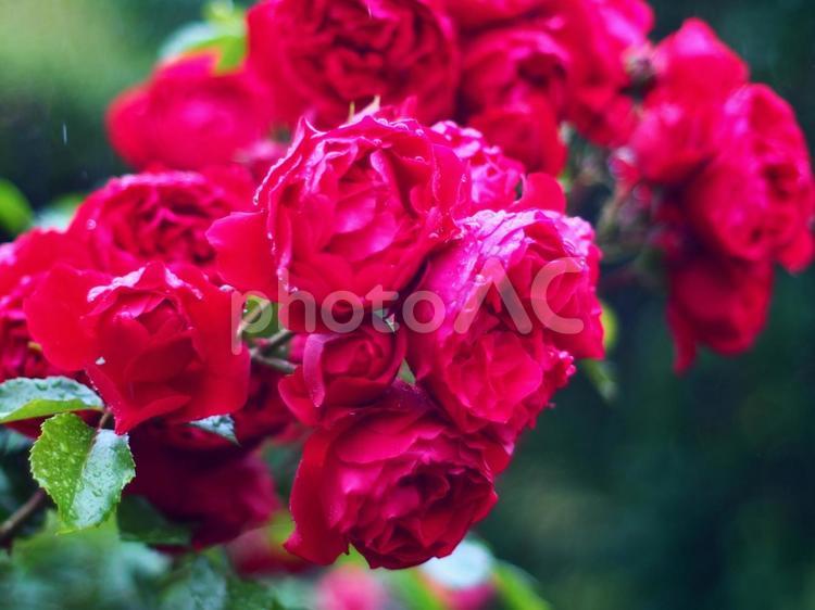 雨に濡れたバラの花｜ピンクローズ バラ,薔薇,ピンクのバラの写真素材