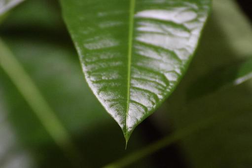 植物の葉 植物の葉の写真