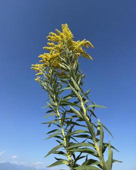 秋の泡立草の写真