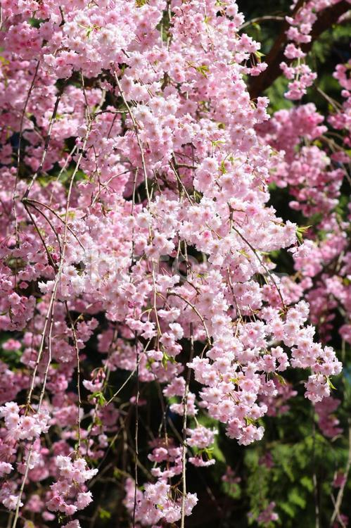 弘前公園の桜-15 桜,ピンク,花の写真素材