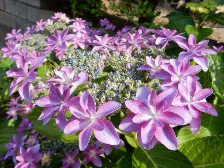【花の写真】紫陽花の花 【花の写真】紫陽花の花 紫陽花,アジサイ,あじさいの写真素材