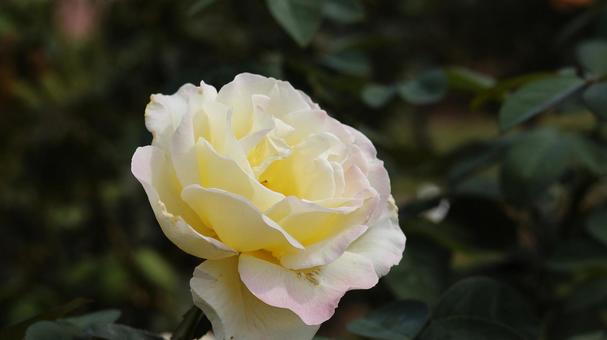 【花の写真】ばらの花 【花の写真】ばらの花 rose,植物,園芸の写真素材