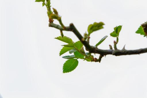 春の兆しを感じる新芽の葉の写真